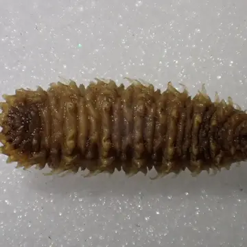Larva Volucella pellucens (Linnaeus, 1758):595