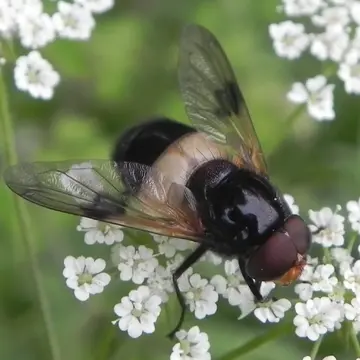 Male Volucella pellucens (Linnaeus, 1758):595