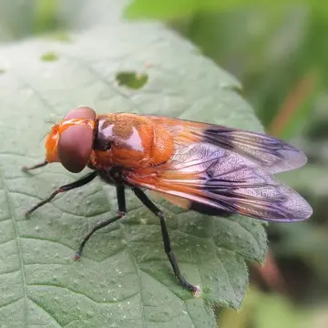 Female Volucella tabanoides Motschulsky, 1859:504
