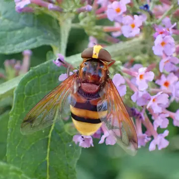 Female Volucella zonaria (Poda, 1761):118