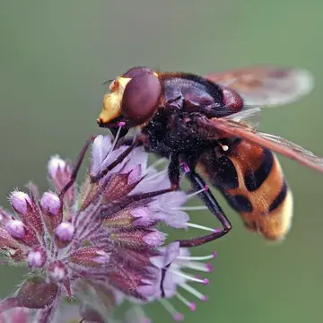 Male Volucella zonaria (Poda, 1761):118