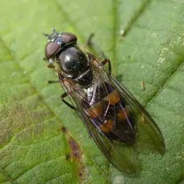 Xanthandrus comtus (Harris, 1780)