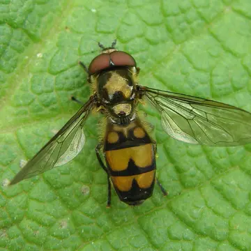 Xanthandrus comtus (Harris, 1780)