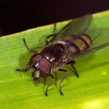 Xanthandrus comtus (Harris, 1780)