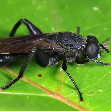 Chalcosyrphus (Xylotomima) chalybeus (Wiedemann, 1830):98
