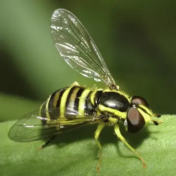 Philhelius flavipes (Loew, 1863):318