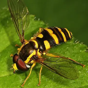 Philhelius flavipes (Loew, 1863):318