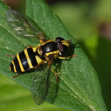 Philhelius laetum (Fabricius, 1794):301