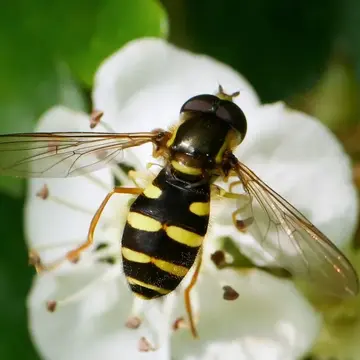 Philhelius laetum (Fabricius, 1794):301