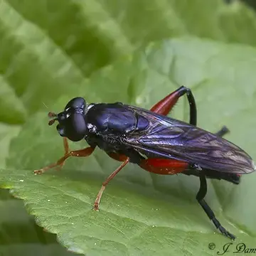 Chalcosyrphus (Xylotomima) curvaria (Curran, 1941):290