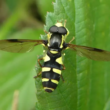 Philhelius pedissequum (Harris, 1776):61