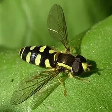 Philhelius sapporense Matsumura, 1916:29