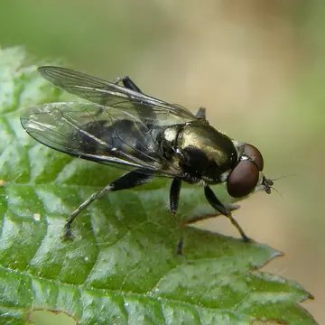 Xylota abiens Meigen, 1822:218