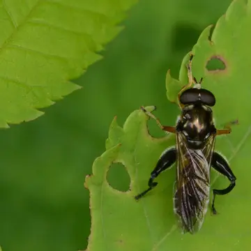Chalcosyrphus (Xylotomima) laterimaculatus (Jeong, Jung and Han, 2017):1051