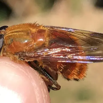 Aneriophora aureorufa (Philippi, 1865):736