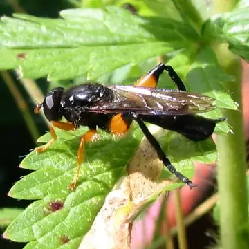 Chalcosyrphus (Xylotomima) curvaria (Curran, 1941):290