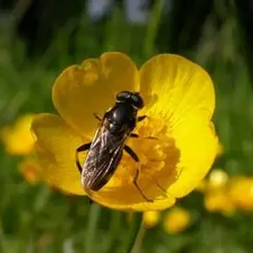 Xylota jakutorum Bagatshanova, 1980:425