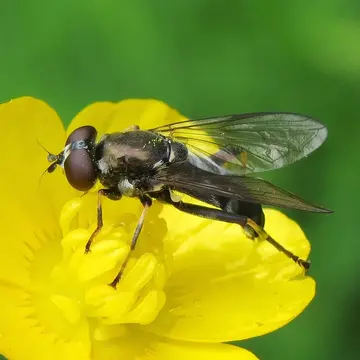Xylota jakutorum Bagatshanova, 1980:425