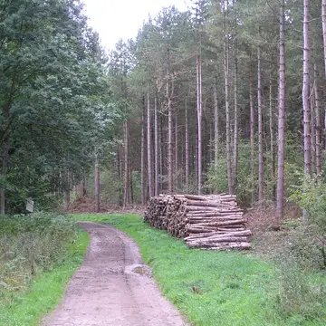 Xylota jakutorum Bagatshanova, 1980:425