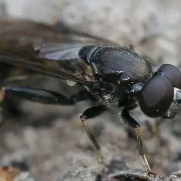 Xylota meigeniana Stackelberg, 1964:473