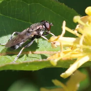 Xylota quadrimaculata Loew, 1866:163