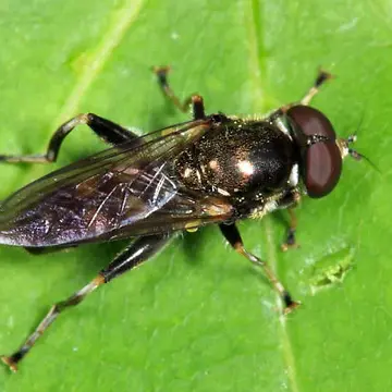 Xylota quadrimaculata Loew, 1866:163