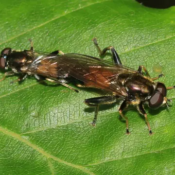 Xylota segnis (Linnaeus, 1758):595