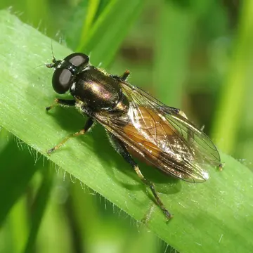 Xylota segnis (Linnaeus, 1758):595
