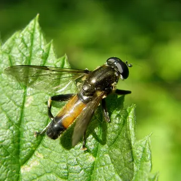 Xylota segnis (Linnaeus, 1758):595
