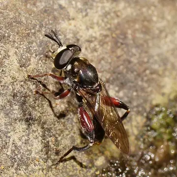 Chalcosyrphus (Hardimyia) elongatus (Hardy, 1921):13