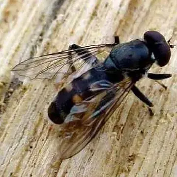 Xylota semulater (Harris, 1780):112