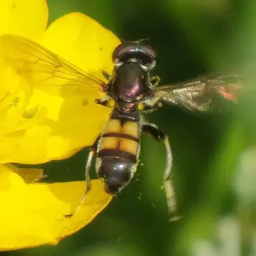 Xylota subfasciata Loew, 1866:164