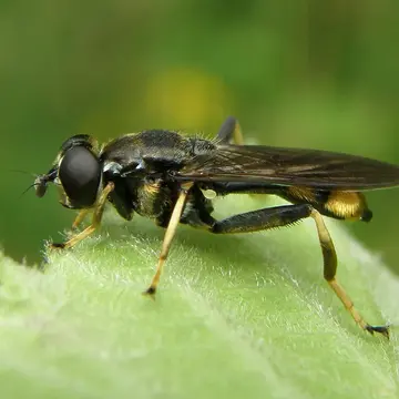 Xylota sylvarum (Linnaeus, 1758):592