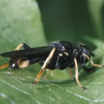 Xylota sylvarum (Linnaeus, 1758):592