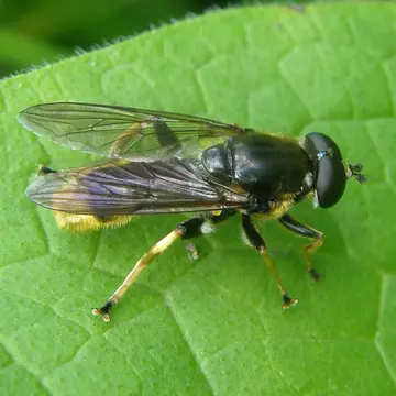 Xylota sylvarum (Linnaeus, 1758):592