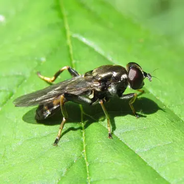 Xylota tarda Meigen, 1822:225