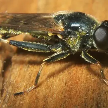 Xylota triangularis Zetterstedt, 1838:586