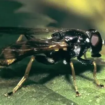Xylota xanthocnema Collin, 1939:108