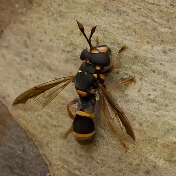 Ceriana (Pterygophoromyia) ornata (Saunders, 1845):64