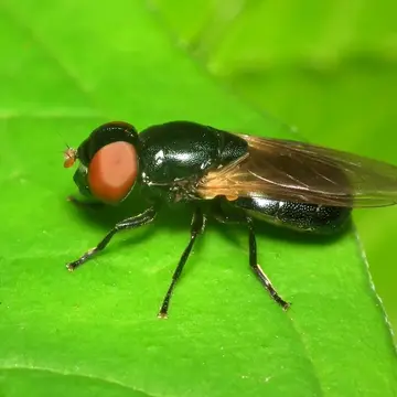 Chrysogaster basalis Loew, 1857:5