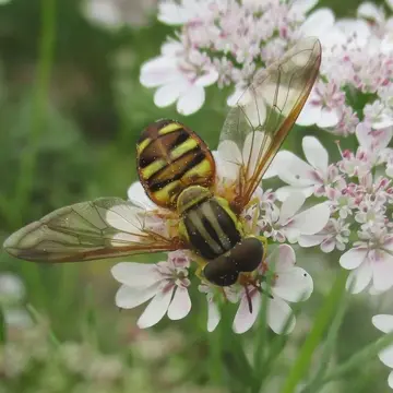 Chrysotoxum baphyrus Walker, 1849:542