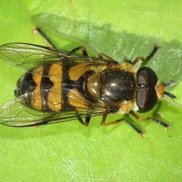 Didea fasciata Macquart, 1834:508