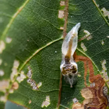 Dideopsis aegrota (Fabricius, 1805):243