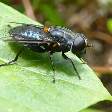 Helophilus hochstetteri Nowicki, 1875:23