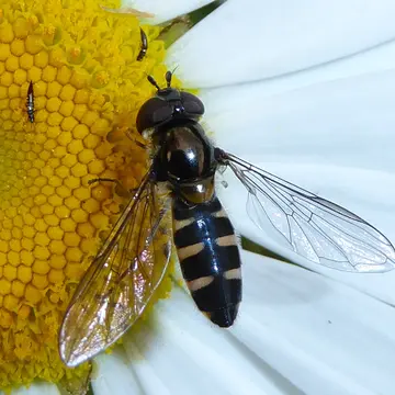 Melangyna (Austrosyrphus) novaezelandiae (Macquart, 1855):115