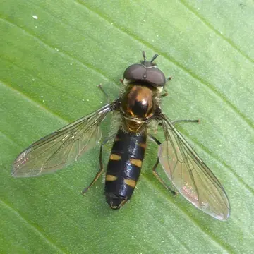 Melangyna (Austrosyrphus) novaezelandiae (Macquart, 1855):115