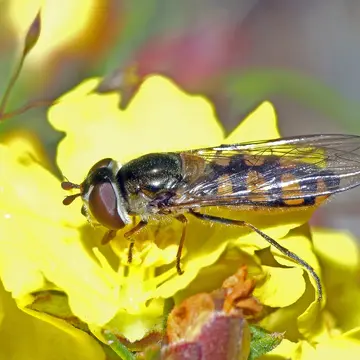 Melangyna (Austrosyrphus) viridiceps (Macquart, 1847):77
