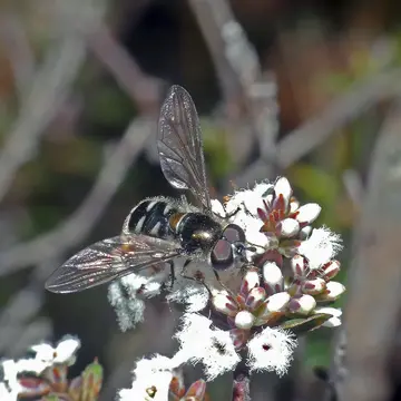 Melangyna (Austrosyrphus) viridiceps (Macquart, 1847):77