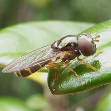 Melanostoma fasciatum (Macquart, 1850):461