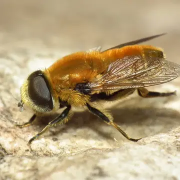 Merodon aeneus var. unicolor Strobl, 1909:202